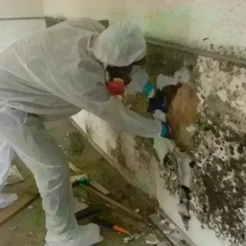 Mold Remediation and Removal in Zanesville, OH